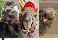 Animals Grin and Bear it - 2009