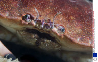 Marine Wildlife