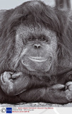 ORANGUTANS - 1979