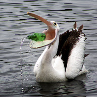 Pelican tries to swallow a glass bottle after mistaking it for a fish, Batemans Bay, New South Wales, Australia - 28 Nov 2010