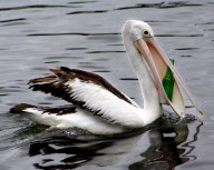 Pelican tries to swallow a glass bottle after mistaking it for a fish, Batemans Bay, New South Wales, Australia - 28 Nov 2010