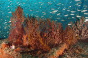 Underwater world of the Sea of Cortez, Mexico - Nov 2010