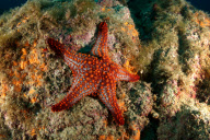 Underwater world of the Sea of Cortez, Mexico - Nov 2010