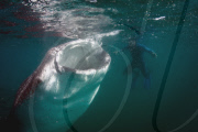 Underwater world of the Sea of Cortez, Mexico - Nov 2010