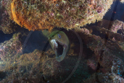 Underwater world of the Sea of Cortez, Mexico - Nov 2010