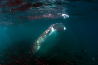 Underwater world of the Sea of Cortez, Mexico - Nov 2010