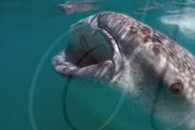 Underwater world of the Sea of Cortez, Mexico - Nov 2010