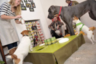 The UK's first pop-up doggy diner Lily's Kitchen Diner located beside the weekly Pimlico Road Farmers' Market, London Sw1.