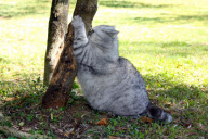 Fat cat Giuly becomes internet sensation, Florence, Italy - 30 Nov 2010