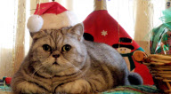 Fat cat Giuly becomes internet sensation, Florence, Italy - 30 Nov 2010