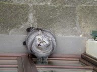 Fat cat Giuly becomes internet sensation, Florence, Italy - 30 Nov 2010
