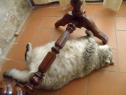 Fat cat Giuly becomes internet sensation, Florence, Italy - 30 Nov 2010