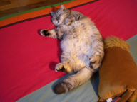 Fat cat Giuly becomes internet sensation, Florence, Italy - 30 Nov 2010