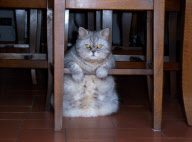 Fat cat Giuly becomes internet sensation, Florence, Italy - 30 Nov 2010