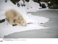 BERLIN: Polar Bear Knut