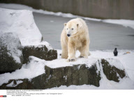 BERLIN: Polar Bear Knut