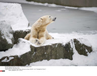 BERLIN: Polar Bear Knut