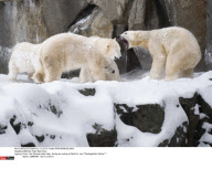 BERLIN: Polar Bear Knut