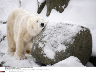 BERLIN: Polar Bear Knut