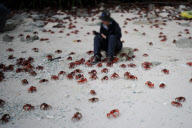 Red crab migration on Christmas Island, Indian Ocean - 01 Dec 2010