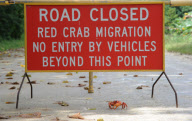 Red crab migration on Christmas Island, Indian Ocean - 01 Dec 2010