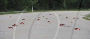 Red crab migration on Christmas Island, Indian Ocean - 01 Dec 2010