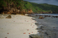 Red crab migration on Christmas Island, Indian Ocean - 01 Dec 2010