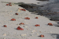 Red crab migration on Christmas Island, Indian Ocean - 01 Dec 2010