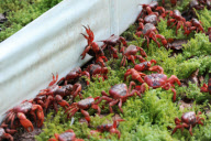 Red crab migration on Christmas Island, Indian Ocean - 01 Dec 2010