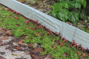 Red crab migration on Christmas Island, Indian Ocean - 01 Dec 2010
