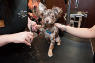 'The Pet Spa' at Harrods opening, London, Britain - 07 Dec 2010
