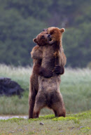 Bear fight turns into a bear hug at the Katmai National Park, Alaska, America - 03 Dec 2010
