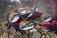 Sockeye salmon migration, British Columbia, Canada - 05 Dec 2010