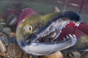 Sockeye salmon migration, British Columbia, Canada - 05 Dec 2010