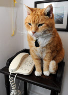 Ginger the cat who accidentally dialled 999, Swansea, Wales - 09 Dec 2010
