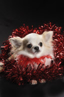 A Chihuahua at Christmas, Britain - Dec 2010