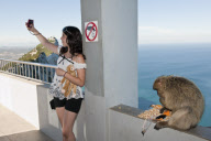 Gibraltar Monkey