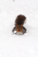 Squirrels in snow at Finsbury Park, London,Britain - 20 Dec 2010
