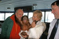 Baby orangutan makes 24-hour journey to new home in first class ferry cabin, Britain - 17 Dec 2010