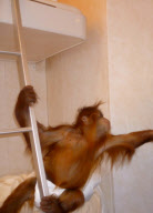 Baby orangutan makes 24-hour journey to new home in first class ferry cabin, Britain - 17 Dec 2010