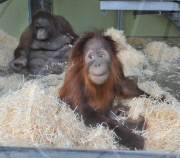 Baby orangutan makes 24-hour journey to new home in first class ferry cabin, Britain - 17 Dec 2010