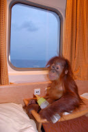 Baby orangutan makes 24-hour journey to new home in first class ferry cabin, Britain - 17 Dec 2010