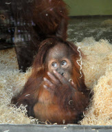 Baby orangutan makes 24-hour journey to new home in first class ferry cabin, Britain - 17 Dec 2010