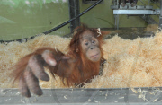 Baby orangutan makes 24-hour journey to new home in first class ferry cabin, Britain - 17 Dec 2010