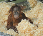 Baby orangutan makes 24-hour journey to new home in first class ferry cabin, Britain - 17 Dec 2010