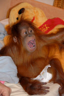 Baby orangutan makes 24-hour journey to new home in first class ferry cabin, Britain - 17 Dec 2010