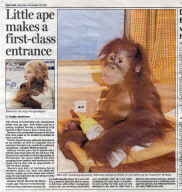 Baby orangutan makes 24-hour journey to new home in first class ferry cabin, Britain - 17 Dec 2010