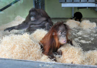 Baby orangutan makes 24-hour journey to new home in first class ferry cabin, Britain - 17 Dec 2010