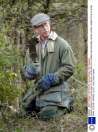 PRINCE CHARLES TRYS HIS HAND AT HEDGE LAYING AFTER TOURING THE NATIONAL HEDGE LAYING COMPETITION AT HOME FARM, TETBURY, BRITAIN - 29 OCT 2005