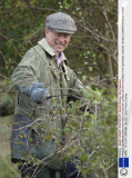 PRINCE CHARLES TRYS HIS HAND AT HEDGE LAYING AFTER TOURING THE NATIONAL HEDGE LAYING COMPETITION AT HOME FARM, TETBURY, BRITAIN - 29 OCT 2005